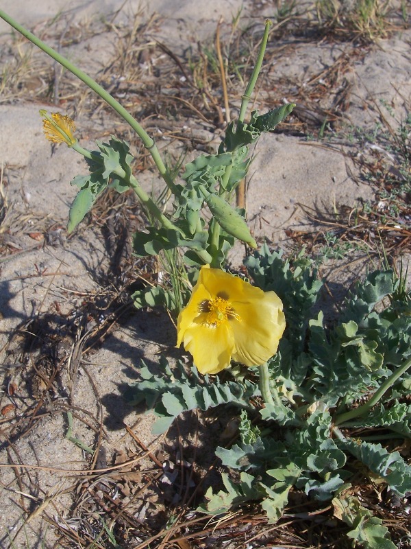 Glaucium flavum / Papavero cornuto